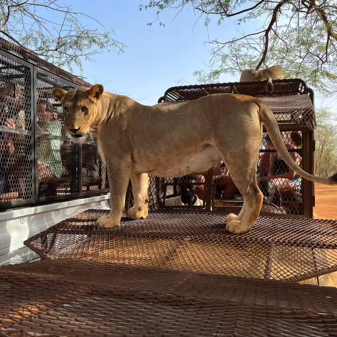 Safari à la Réserve de Bandia & Ranch des Lions