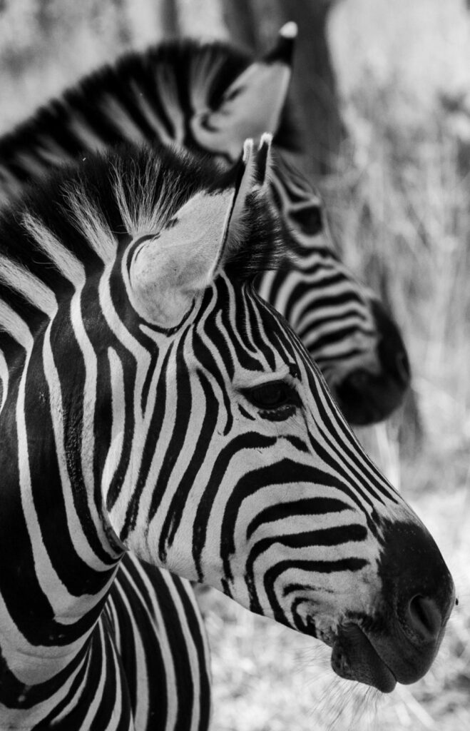 Excursions Demi journée Réserve De Bandia Au Ranch des Lions