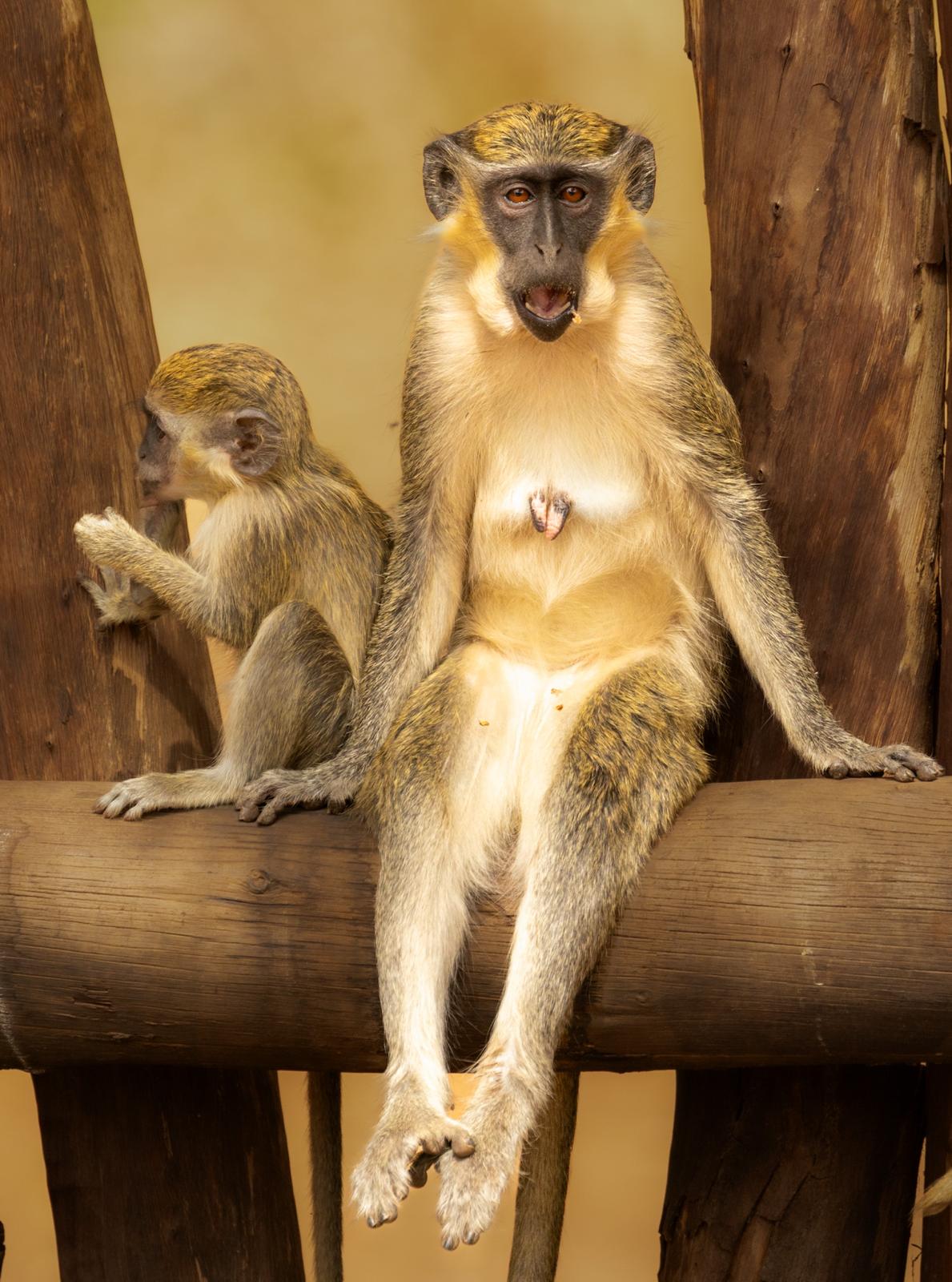 Excursions Demi journée Réserve De Bandia Sénégal Ranch des Lions