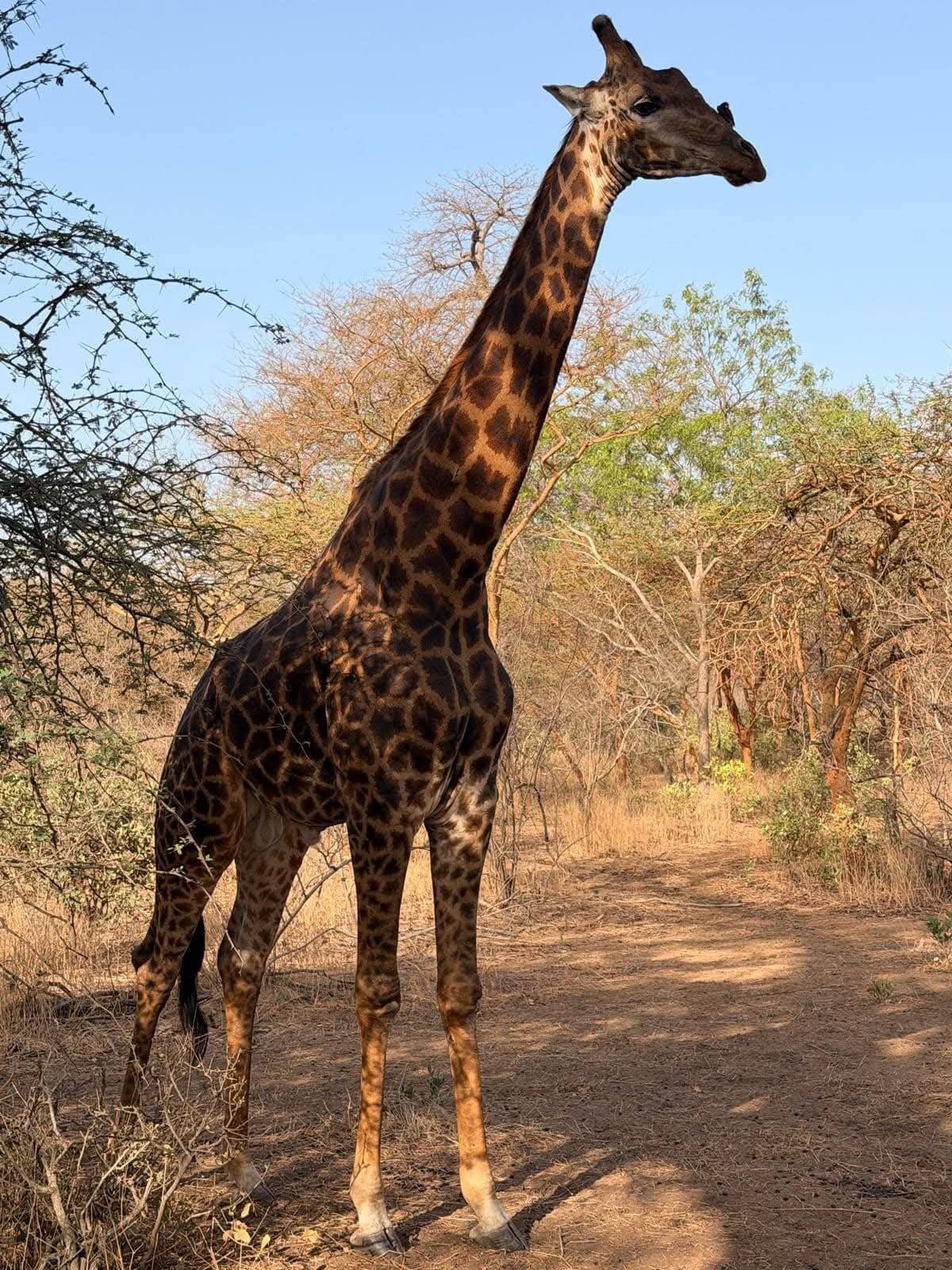 Safari à la réserve de Bandia au Sénégal avec observation des animaux sauvages »